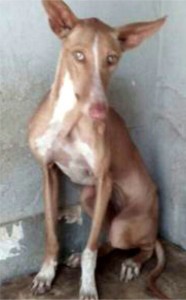 perro 2