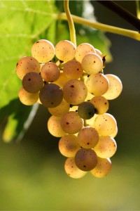 uvas