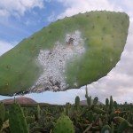 Cochinilla Mala