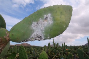 Cochinilla Mala