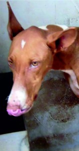 perro1