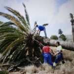 Retirada de palmeras IES Haría (3)