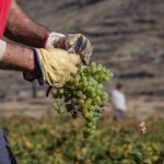 Vendimia Bodega La Grieta Agosto 2017